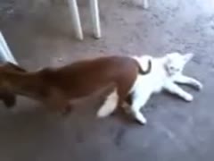 Rare brute fetish episode features a dog knotted unfathomable inside of petite white cats taut muff 